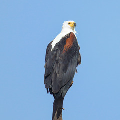 African Fish Eagle photo 4