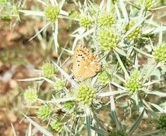 Polyommatus albicans