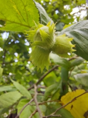Corylus avellana