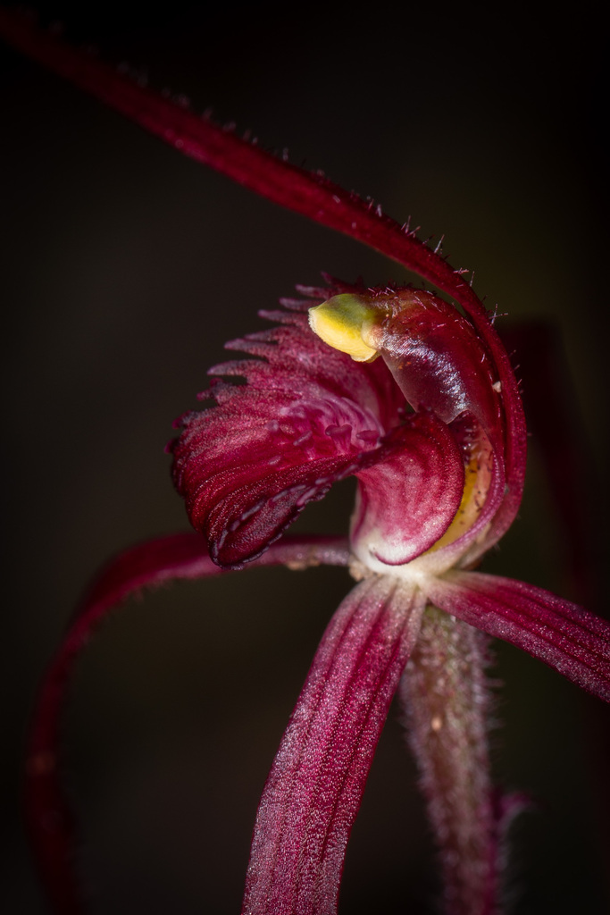 Caladenia dundasiae