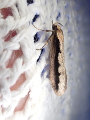 Leptocroca sanguinolenta