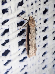 Leptocroca sanguinolenta