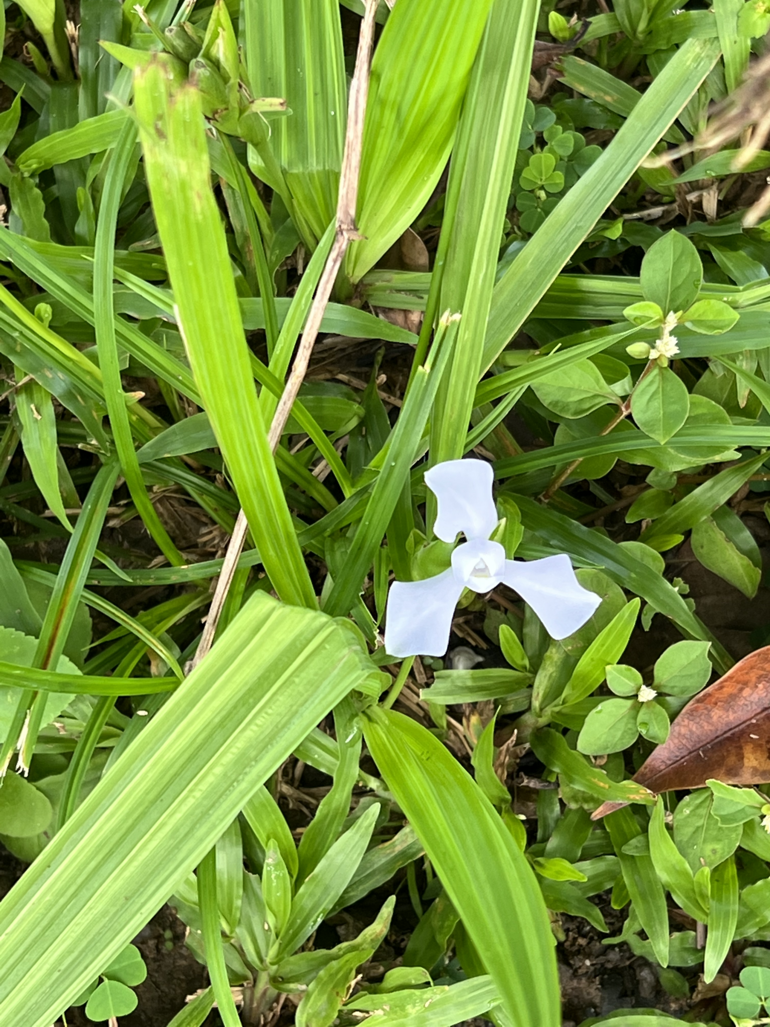 Cipura paludosa