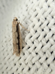 Leptocroca sanguinolenta