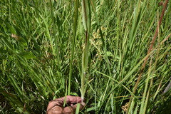 Kyhosia bolanderi