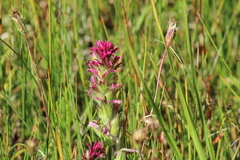 Castilleja lassenensis