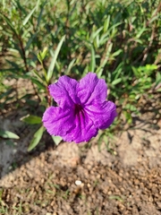 Ruellia simplex