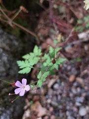 Geranium robertianum