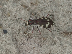 Cicindela maritima