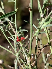 Indigofera linifolia