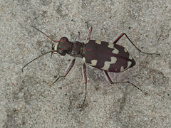 Cicindela maritima