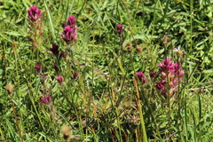 Castilleja lassenensis