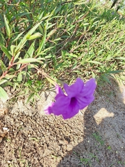 Ruellia simplex