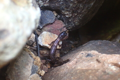 Tropidophorus sinicus