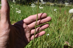 Kyhosia bolanderi
