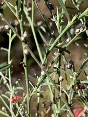 Indigofera linifolia