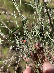 Indigofera linifolia