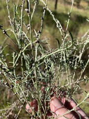 Indigofera linifolia