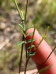 Tephrosia juncea