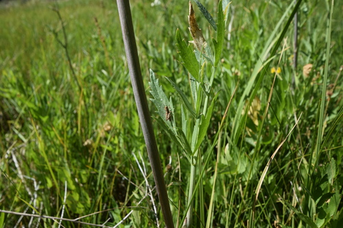 iNaturalist observation photo of North American Spur-throated Grasshoppers