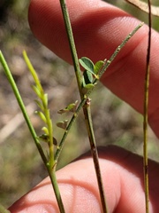 Tephrosia juncea