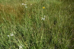 Kyhosia bolanderi