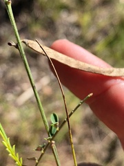 Tephrosia juncea