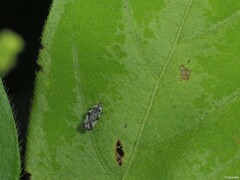 Leptopharsa clitoriae