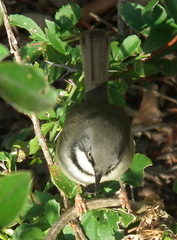 Apalis thoracica claudei