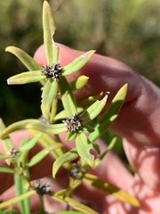 Spermacoce brachystema