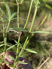 Spermacoce brachystema