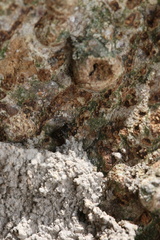 Salpingidae