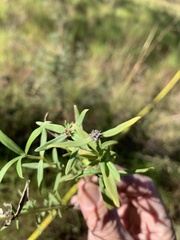 Spermacoce brachystema