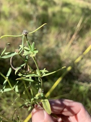 Spermacoce brachystema