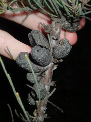 Allocasuarina humilis