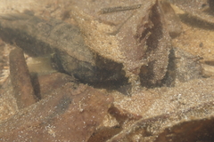 Eleotris acanthopomus