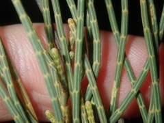 Allocasuarina humilis