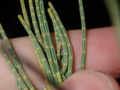 Allocasuarina humilis