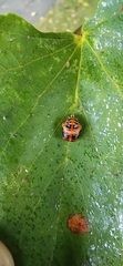 Harmonia axyridis