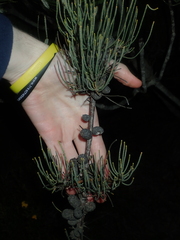 Allocasuarina humilis