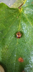 Harmonia axyridis