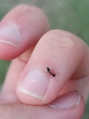 Crematogaster auberti