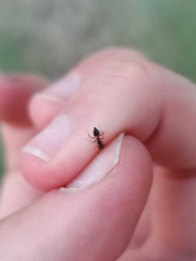 Crematogaster auberti