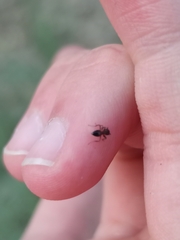 Crematogaster auberti