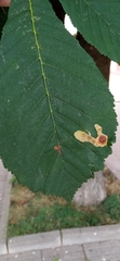 Cameraria ohridella