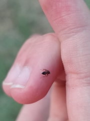 Crematogaster auberti