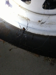 Latrodectus hesperus