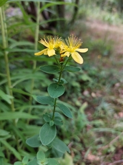 Hypericum maculatum