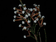 Lysinema pentapetalum