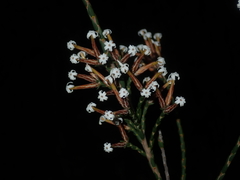 Lysinema pentapetalum